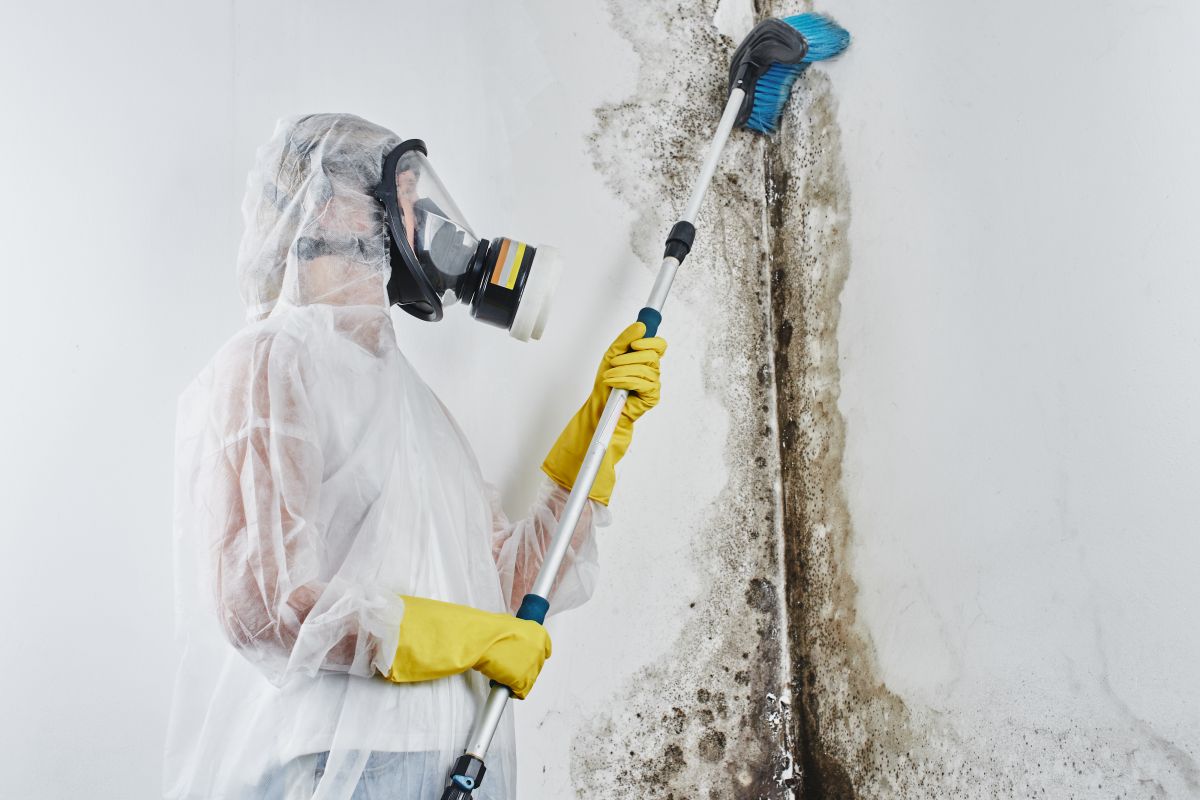 Mold Remediation Service, Mold Remediation, Mold Testing, Mold Testing Service